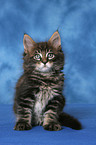 Maine Coon Ktzchen