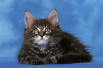 Maine Coon Ktzchen