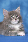 Maine Coon Ktzchen