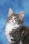 Maine Coon Ktzchen