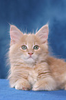 Maine Coon Ktzchen