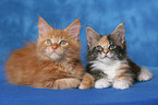 2 Maine Coon Ktzchen