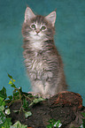 Maine Coon Ktzchen