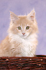 Maine Coon Ktzchen in Krbchen