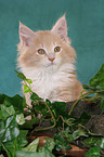 Maine Coon Ktzchen