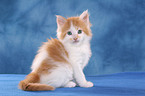 Maine Coon Ktzchen