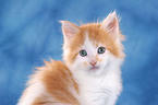 Maine Coon Ktzchen