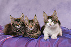 3 Maine Coon Ktzchen