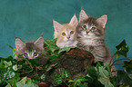 3 Maine Coon Ktzchen