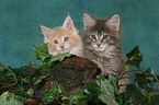 2 Maine Coon Ktzchen