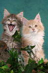 2 Maine Coon Ktzchen