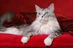 liegende Maine Coon