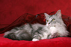 liegende Maine Coon