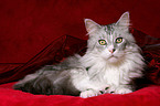 liegende Maine Coon