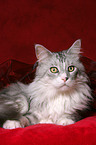 liegende Maine Coon