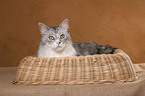 liegende Maine Coon