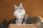 sitzende Maine Coon