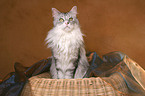 sitzende Maine Coon