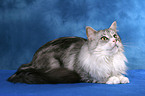 liegende Maine Coon