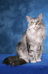 sitzende Maine Coon