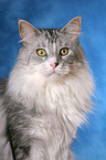 Maine Coon Portrait