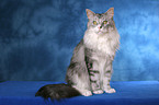 sitzende Maine Coon