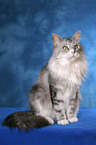 sitzende Maine Coon