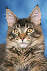 junger Maine Coon Kater