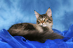 liegender junger Maine Coon Kater