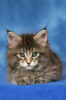 liegendes Maine Coon Ktzchen