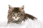 liegendes Maine Coon Ktzchen