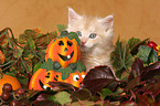 Maine Coon Ktzchen in Halloween-Deko