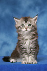 sitzendes Maine Coon Ktzchen