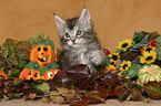 Maine Coon Ktzchen in Halloween-Deko