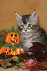 Maine Coon Ktzchen in Halloween-Deko