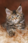 liegendes Maine Coon Ktzchen