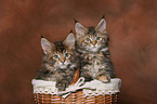 2 Maine Coon Ktzchen im Krbchen