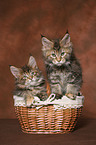 2 Maine Coon Ktzchen im Krbchen