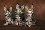 3 Maine Coon Ktzchen