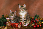 2 Maine Coons an Weihnachten