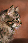 Maine Coon Kater Portrait