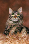 liegender Maine Coon Kater