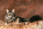 liegender Maine Coon Kater