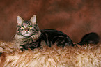 liegender Maine Coon Kater