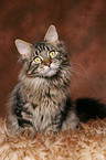 sitzender Maine Coon Kater