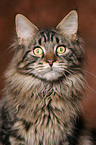 Maine Coon Kater Portrait