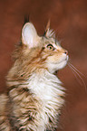 junge Maine Coon im Portrait