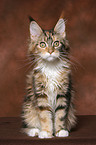 sitzende junge Maine Coon