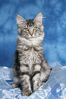 sitzende junge Maine Coon