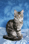 sitzende junge Maine Coon